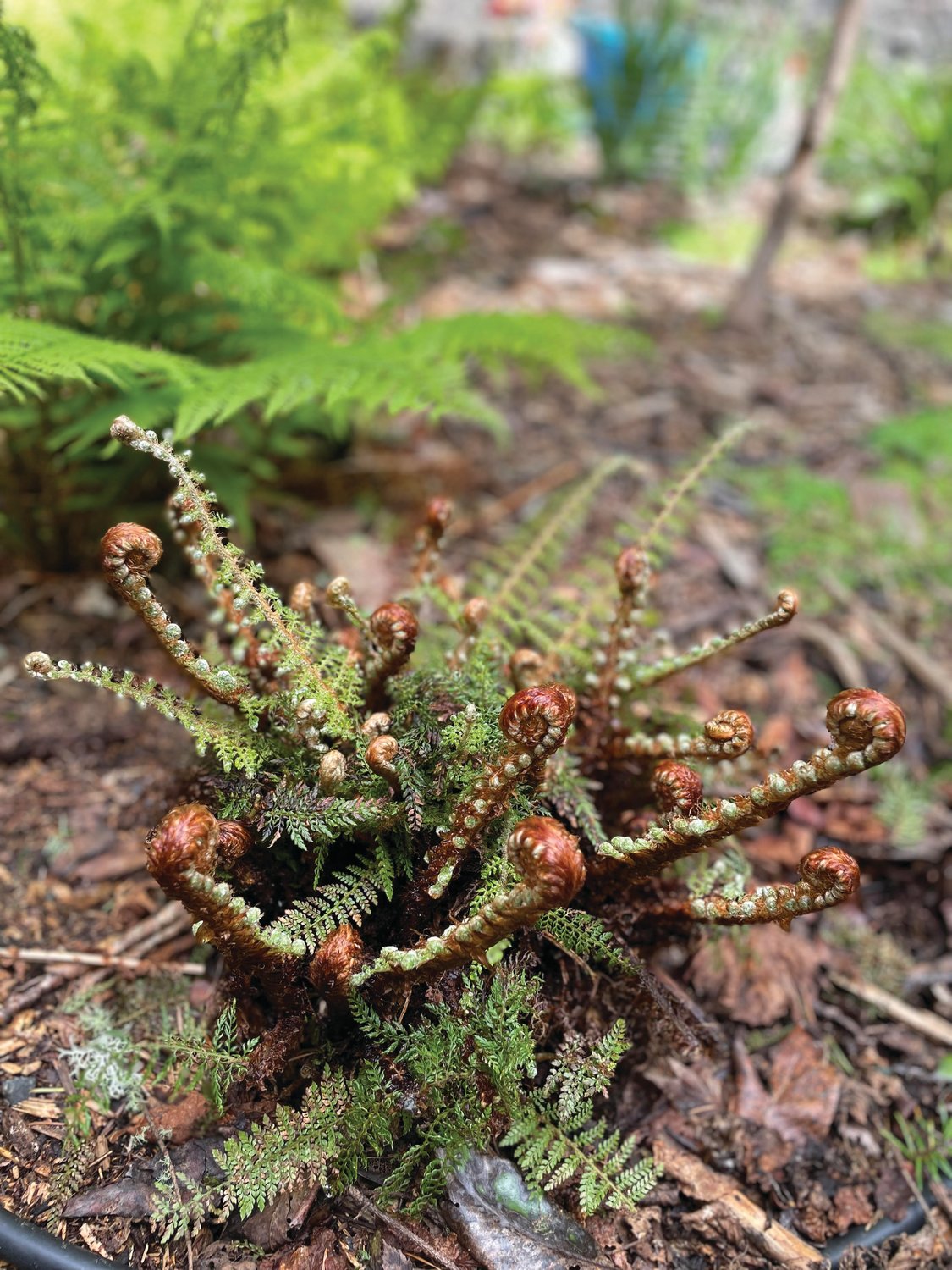 The unfurling crosiers, or fiddleheads, of a divided soft shield fern (Polystichum setiferum).  Sometimes known as Alaska fern, it is a European cultivar.